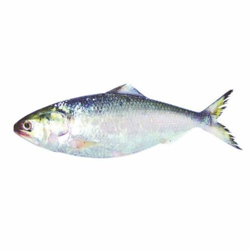 HILSA  FISH 800-1000gm