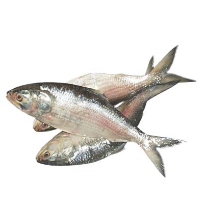 HILSA fish 1200-1500gm